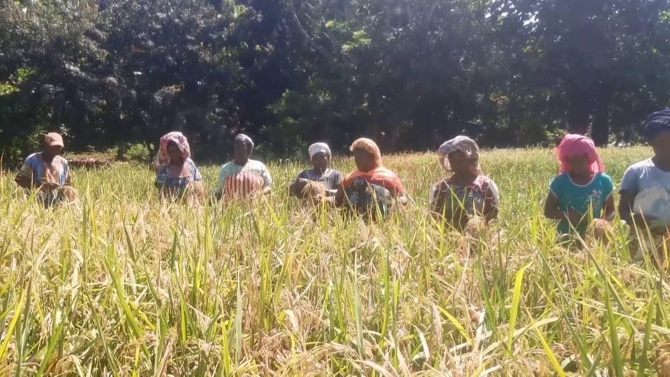 image Des résultats satisfaisants sur les nouvelles semences d'Africa rice